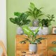 ITIMPORT SZTUCZNA Roślina W DONICZCE REALISTYCZNA 42cm Dieffenbachia do DOMU BIURA 6