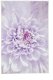 Aptel Dywanik łazienkowy 60x90cm fioletowy (9185851519) 1