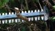 Cordless hedge trimmer BOSCH GHE 18V-60 II Solo 3