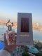 Maison Alhambra Fragrance World King 80ml perfumy Unisex EDP 1