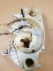 Karter do pilarki STIHL 024 026 MS240 MS260 ! PROM 6
