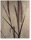Dried Grasses I - obraz na płótnie 30x40 1