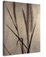 Dried Grasses I - obraz na płótnie 30x40 1