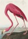 Plakat 13x18cm Różowy Flaming,  John James Audubon do Salonu 1