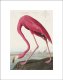 Plakat 13x18cm Różowy Flaming,  John James Audubon do Salonu 3