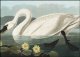 Plakat 29,7x21cm Łabędź, J.J.  Audubon Vintage do Salonu 1