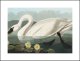 Plakat 29,7x21cm Łabędź, J.J.  Audubon Vintage do Salonu 2