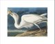 Plakat 18x13cm Czapla Biała, J.J.Audubon Vintage do Salonu 3