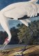 Plakat 50x70cm Żuraw Krzykliwy, J.J. Audubon Vintage do Salonu 1