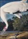 Plakat 50x70cm Żuraw Krzykliwy, J.J. Audubon Vintage do Salonu 1