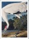 Plakat 50x70cm Żuraw Krzykliwy, J.J. Audubon Vintage do Salonu 2