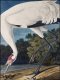 Plakat 75x100cm Żuraw Krzykliwy, J.J. Audubon Vintage do Salonu 1