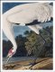 Plakat 75x100cm Żuraw Krzykliwy, J.J. Audubon Vintage do Salonu 2