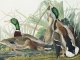 Plakat 100x75cm Mallard, J.J. Audubon Vintage do Salonu 1