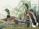 Plakat 100x75cm Mallard, J.J. Audubon Vintage do Salonu 1