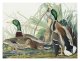 Plakat 100x75cm Mallard, J.J. Audubon Vintage do Salonu 2