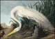 Plakat 70x50cm Czapla Biała, J.J. Audubon Vintage do Salonu 1