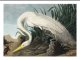 Plakat 70x50cm Czapla Biała, J.J. Audubon Vintage do Salonu 2