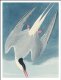 Plakat 75x100cm Rybitwa Popielata, J.J.Audubon Vintage do Salonu 2