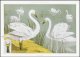 Plakat 35x25cm Dzikie Łabędzie, Verneuil Vintage do Salonu 1
