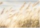 Fototapeta Trawa Pampasowa Natura Sypialnia Salon Tapeta Flizelina 300X210 1