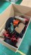 GoKart SPALINOWY ITIMPORT 2-suw 35km/h 63ccm 2.2KM go-kart do 150kg OFFROAD 4