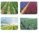 Agrotkanina FOLIA OTWORY SADZONKI na chwasty 10m 2