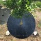 Agrotkanina OKRĄGŁA Koło do DRZEW SADZONEK na CHWASTY FILCOWA 32cm 1