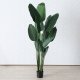 Sztuczna roślina bananowiec, wys. 185 cm 4