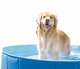 POOL FOLDABLE FOR ANIMALS 48400NP 492L 1