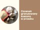 Agnex Czosnek suszony granulowany mielony w proszku drobny do marynat sosów jogurtu 200g 3