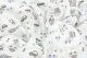Multitex Materacyk pozycj. PRESTIGE MUSLIN DESIGN 80x55 13