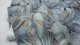 WALLPAPER 525241 BLUE LEAVES (12) 2