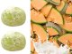 Mochi z podwójnym nadzieniem melon i śmietanka double filling japońskie owocowe ciastka ryżowe180g 3