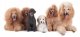 Sucha karma Eukanuba VETERINARY DIETS Dermatosis 2 x 12 kg 3