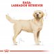 Sucha karma Royal Canin Labrador Retriever 2 x 12 kg 7