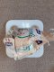 CAT LITTER BENTONITE ACTV CARB GRAN12KG 5