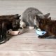 METAL CAT BOWL KARLIE 160ML PINK 1
