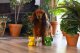 DOG TOY JUNGLE ANIMALS 1