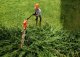 CORDLESS POLE HEDGE 45CM SKIL 0640CA 20V 8
