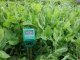 Soil parameter meter ph rh lx TFA 4