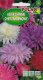 PLATINET NASIONA ASTER CHRYZANTEMOWY CALLISTEPHUS CHINENSIS SEEDS 1 G 4
