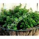 Seklos LT PLATINET NASIONA Thyme common THYME SEEDS 0,3 G 3