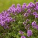 Seklos LT PLATINET NASIONA Thyme common THYME SEEDS 0,3 G 4