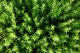 Seklos LT PLATINET NASIONA Thyme common THYME SEEDS 0,3 G 5