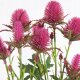 Dirbtinė gėlė Gomphrena globosa 1