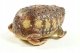 *****Żaba Common Rain 26cm 21479 14796***** 5