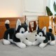 Pluszowa Maskotka Przytulanka Piesek Husky Czarno-Biały 30cm 3