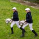 Froster Hobby Horse Skippi A3 - Biszkopt - Jasny beż i brąz - kantar i wodze 16