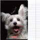 Zeszyt A5 60 kartek w linie z marginesem 70g Crazy Animal HERLITZ 1